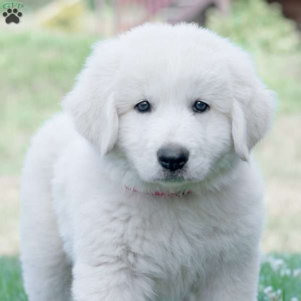 SERINA, Maremma Sheepdog Puppy